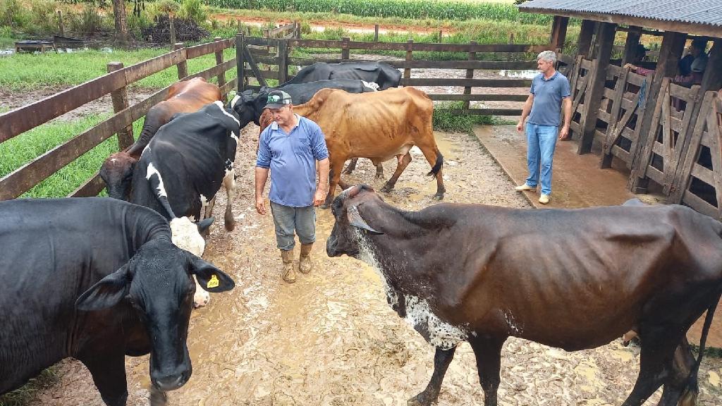 Governo de Mato Grosso investe em melhoramento genético para aumentar a produção leiteira