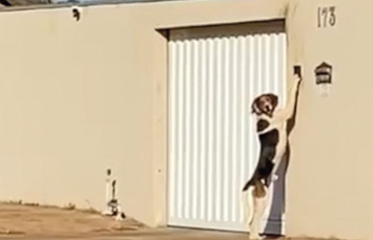 Alto Taquari | Cão tocava campainha assustava moradores até ser ‘pego no flagra’