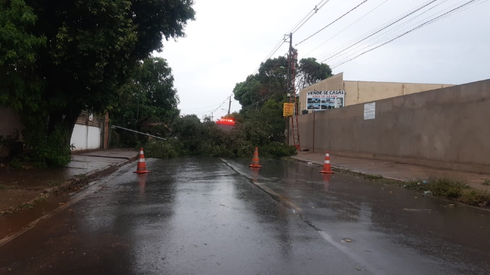 Chuva provoca queda de árvores em bairros de Cuiabá e Várzea Grande