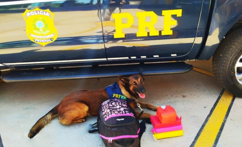 Mato Grosso | Cachorro encontra droga escondida em bagagem e passageira é presa