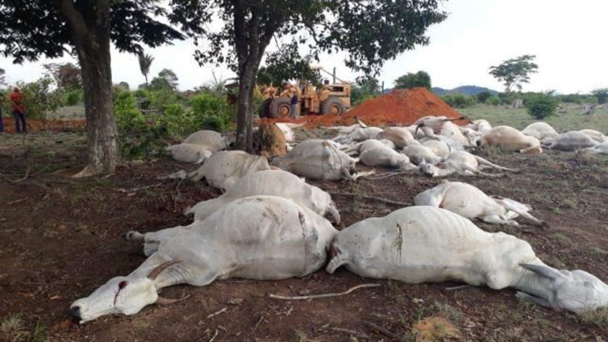 Mato Grosso | Raio mata 50 cabeças de gado em fazenda