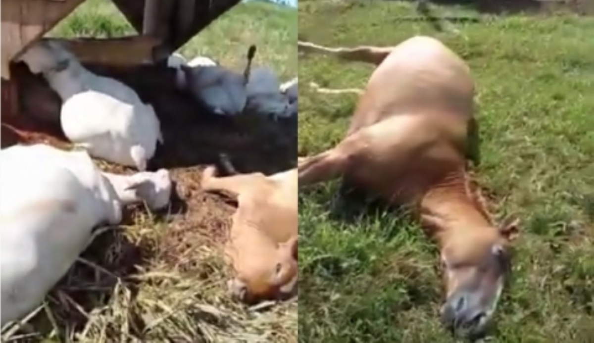 Juruena | Raio mata 13 cabeças de gado e um equino em sítio