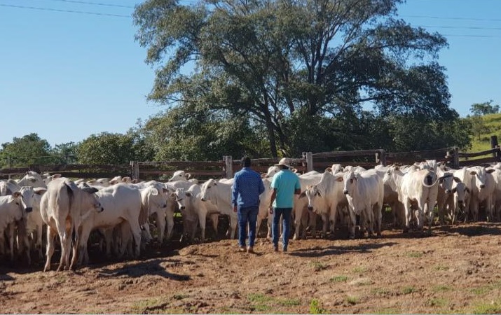 Estelionatários aplicam golpes em pecuaristas de Mato Grosso, prejuízo chega a R$1 Milhão
