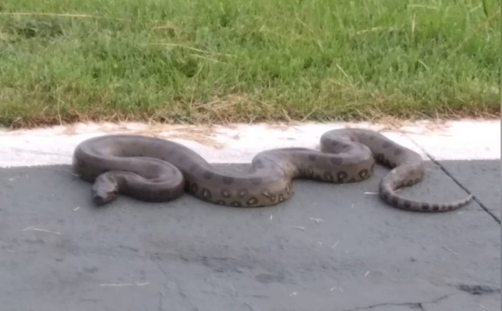 Sucuri é encontrada nas proximidades do Aeroporto Marechal Rondon