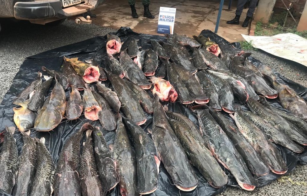 Mato Grosso | Dois homens foram presos transportando 400 kg de peixes