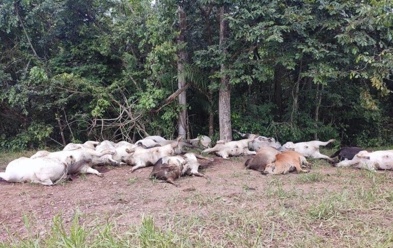 Juscimeira | Queda de raio mata 19 cabeças de gado