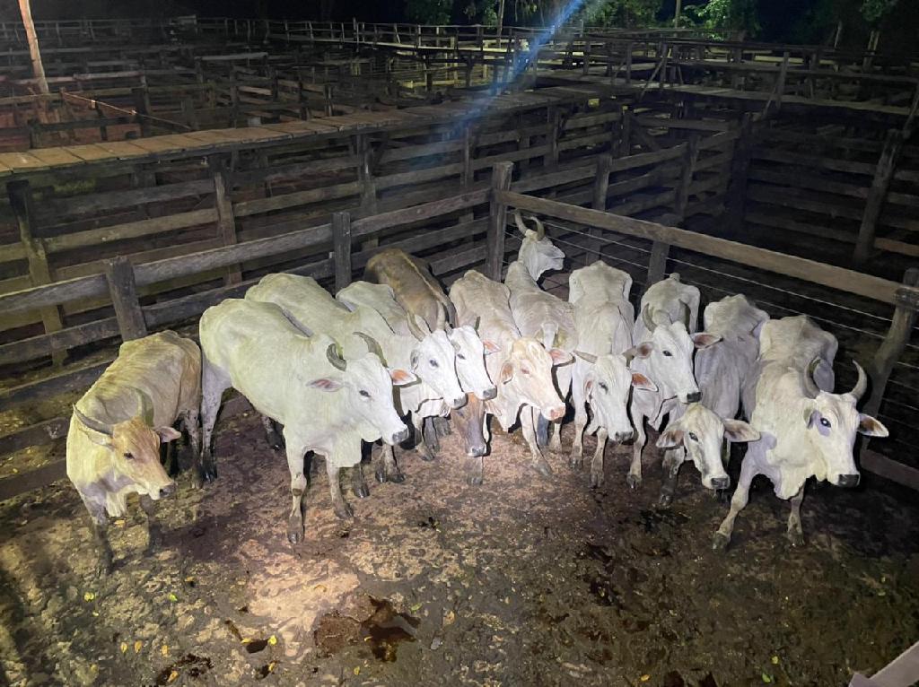 Mato Grosso | Cavalaria recupera 11 cabeças de gado transportadas sem documentos de procedência