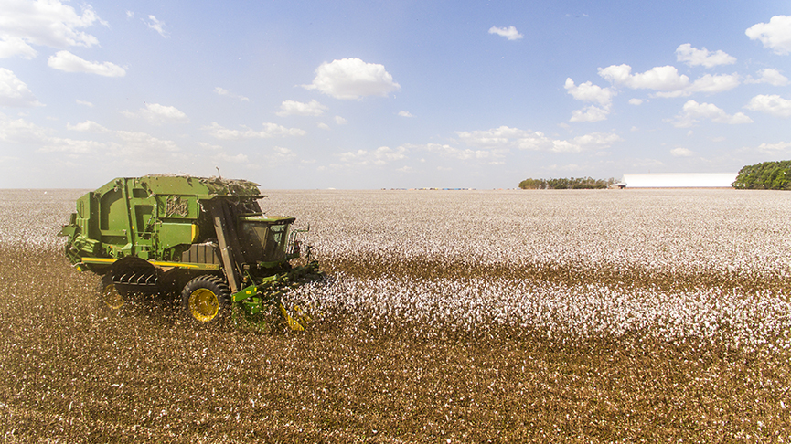 Bom Futuro finaliza plantio de algodão na primeira semana de fevereiro