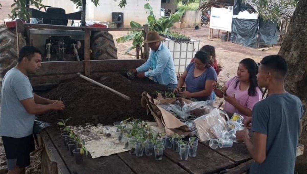 Empaer orienta comunidade indígena de Paranatinga sobre o plantio de banana da terra