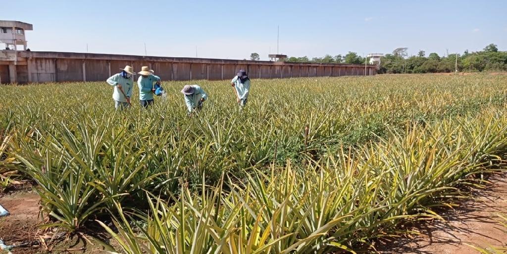 Recuperandos de Sinop concluem curso de segurança no trabalho com agrotóxicos