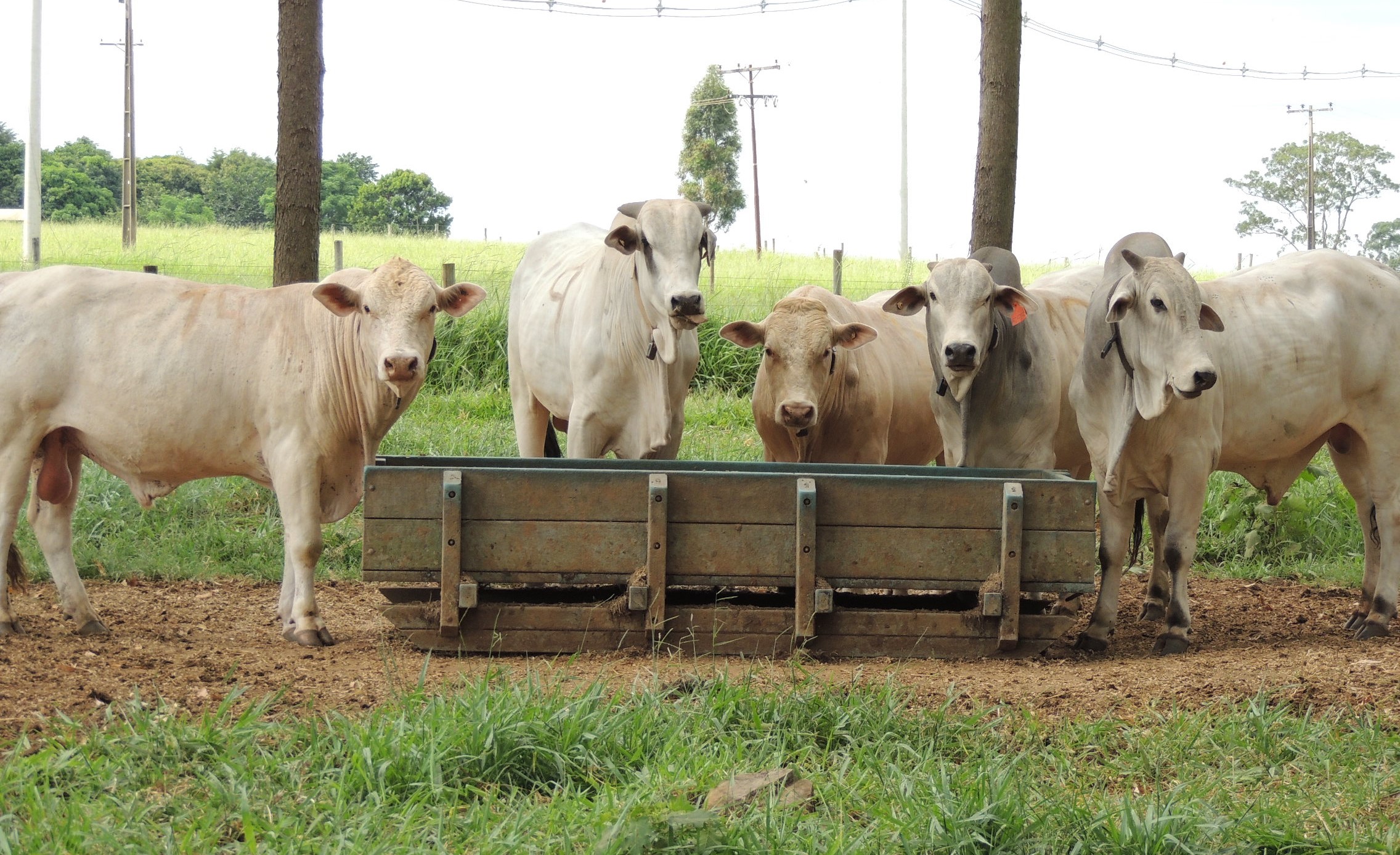 Orientações sobre uso de produtos veterinários organizadas em SP viram referência para o MT