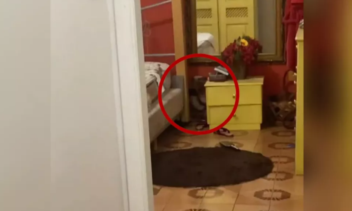 Família confunde tamanduá que invadiu casa com ladrão ao encontrar casa revirada em Cuiabá