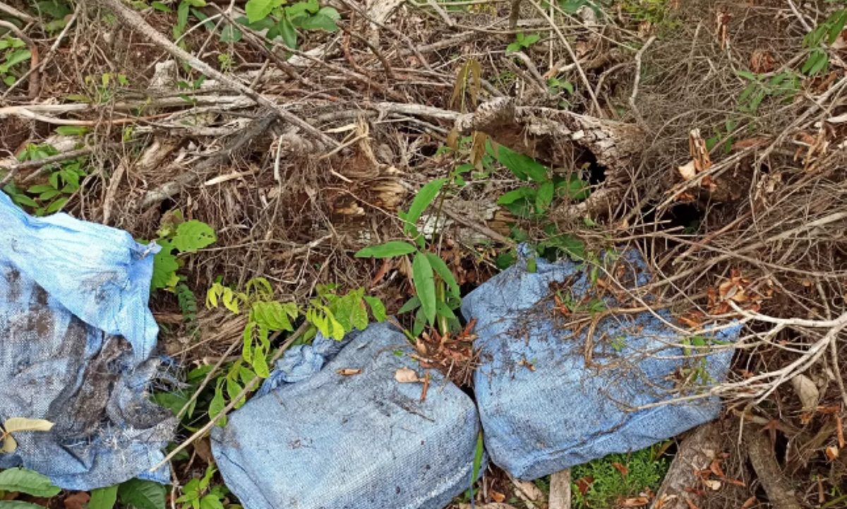 Mato Grosso | 400 kg de cocaína arremessados de avião em área de difícil acesso são apreendidos