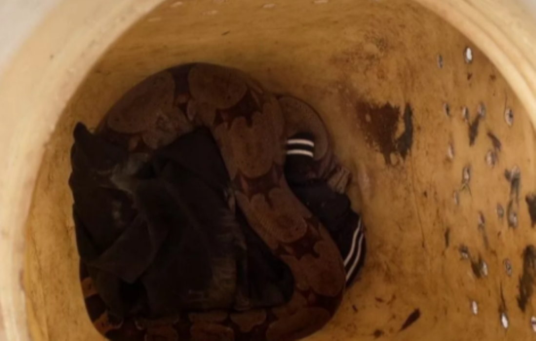 Casal encontra cobra de 1,5 m camuflada em vaso de planta em Cuiabá