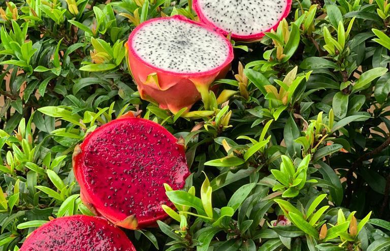 Mato Grosso | Encontro técnico vai ensinar agricultores sobre cultivo, colheita e variedades da pitaya