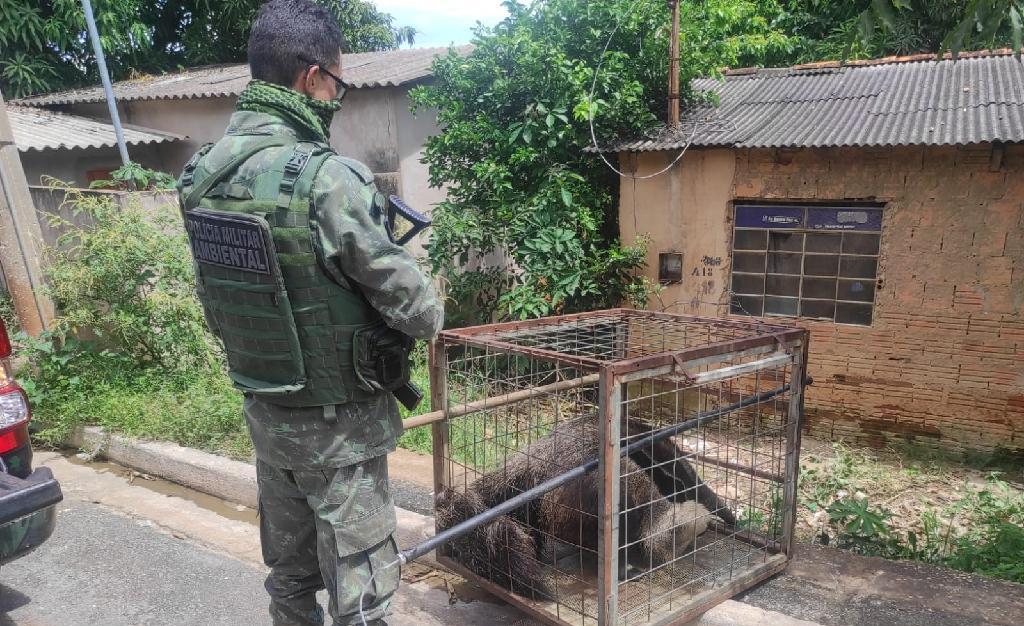 Batalhão Ambiental da PM já resgatou 291 animais silvestres na Região Metropolitana