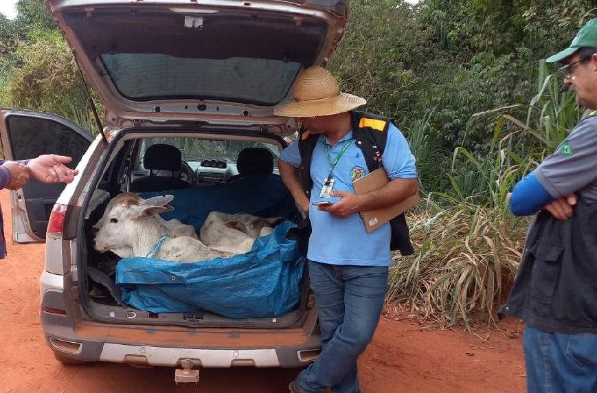 Mato Grosso | Fiscais flagram bezerros sendo transportados em porta-malas de carro e sem documento sanitário
