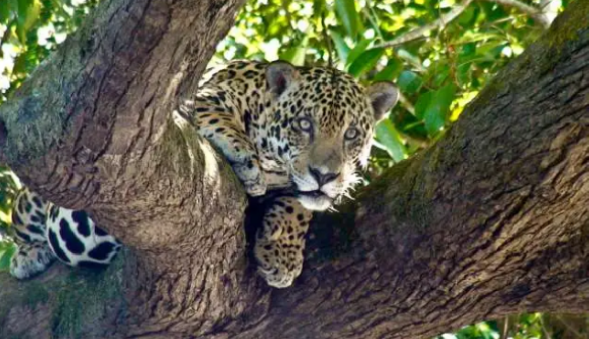 Deputados de Mato Grosso e Mato Grosso do Sul se unem a favor da fauna pantaneira e propõe lei que protege onça pintada e indeniza pecuaristas