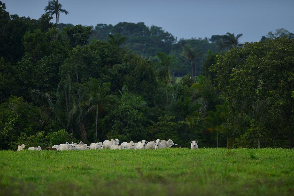 Instrução normativa da Sema-MT orienta produtores quanto ao cadastro ambiental rural