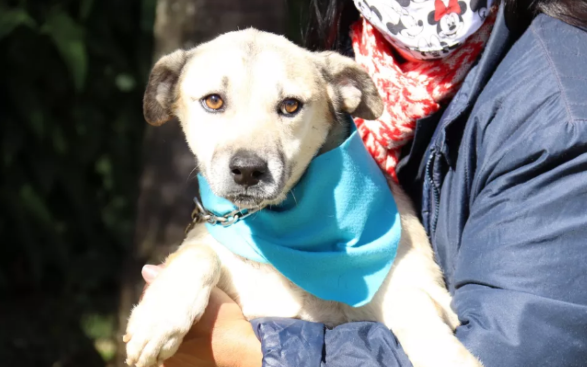 Projeto propõe a criação de delegacia especializada em proteção animal em Mato Grosso