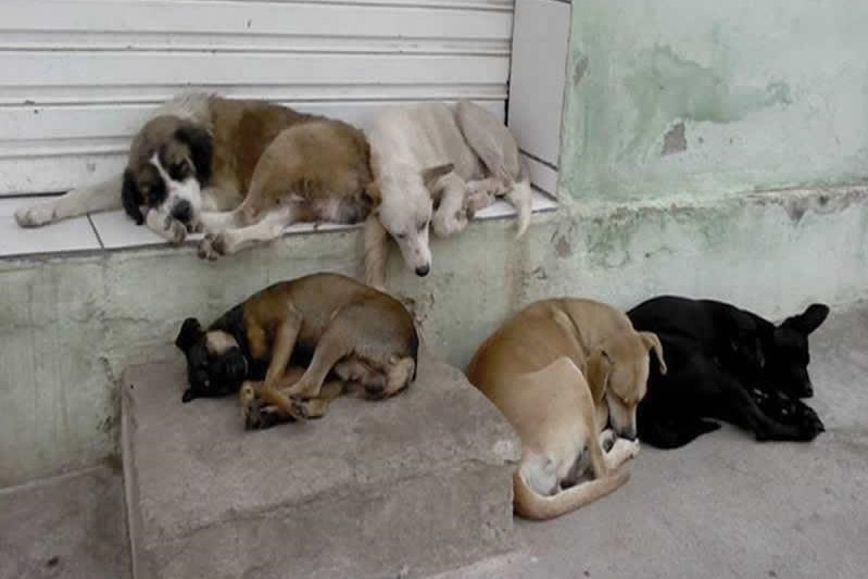Rondonópolis | UVZ alerta população que não recolhe animais abandonados