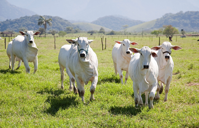 GT realiza primeira reunião para debater a rastreabilidade bovina em Mato Grosso