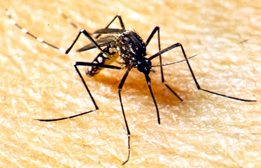 Secretaria de Estado de Saúde alerta sobre nova cepa da dengue identificada em Mato Grosso