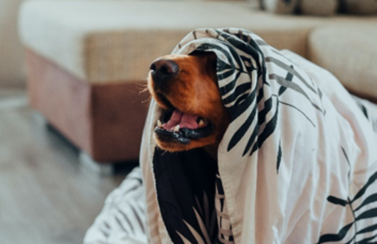 Clima mais frio agrava dores articulares e musculares e prejudica bem-estar dos pets