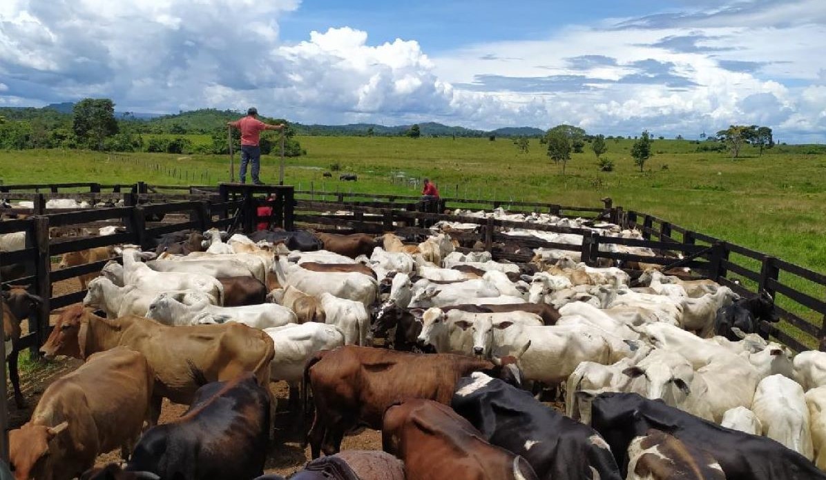 Golpista que causou prejuízo estimado em R$ 2 milhões a pecuaristas de Vila Rica é preso no interior de Goiás