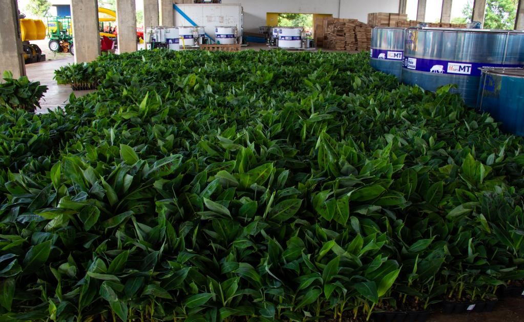 Governo de MT já repassou 120 mil mudas de banana para 50 municípios neste ano