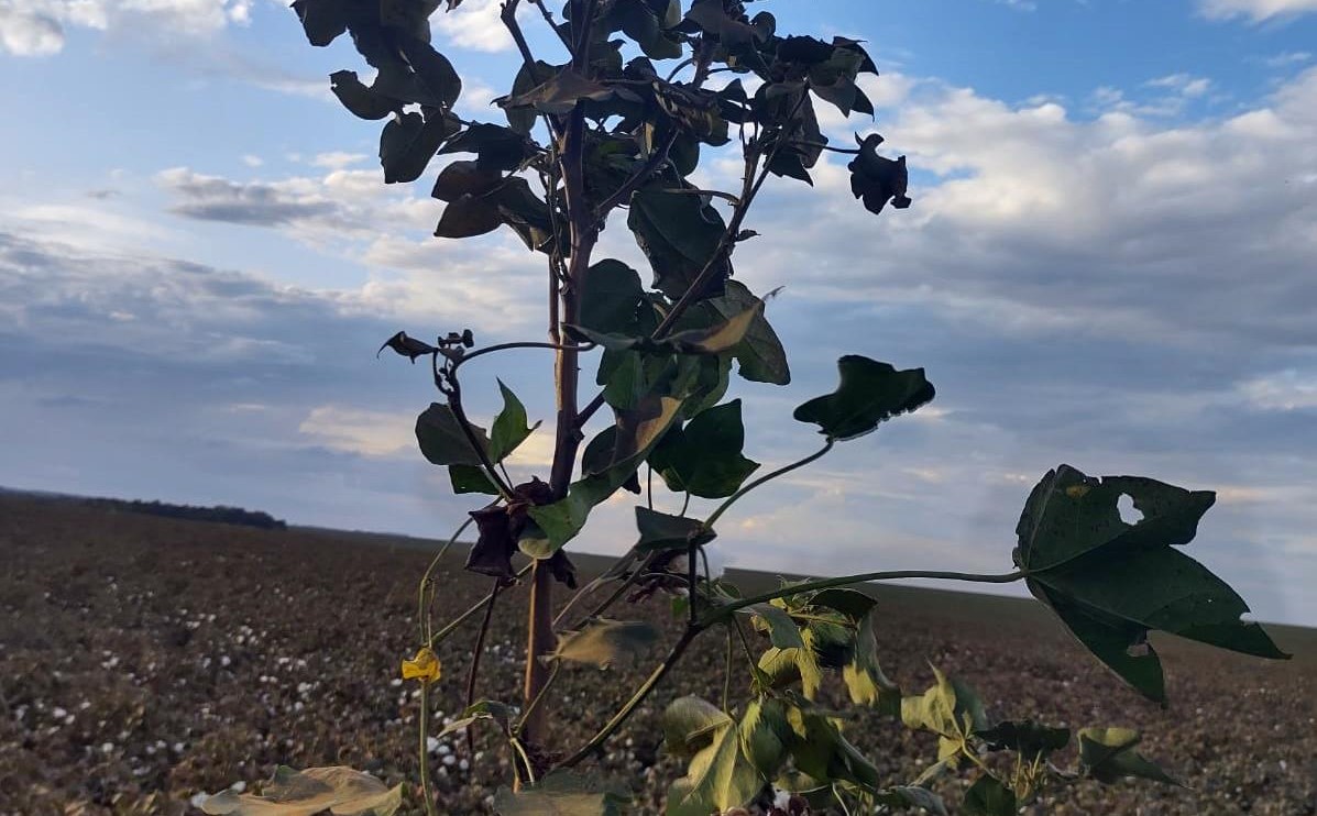 Pesquisadores alertam para perdas de até 100% das plumas de algodão por ataque de Aphelenchoides