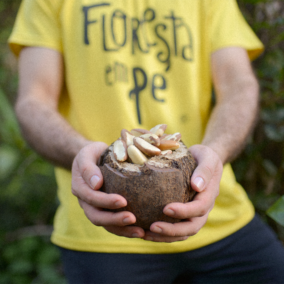 Projeto preserva floresta e leva a castanha ‘premium’ de MT para os EUA 