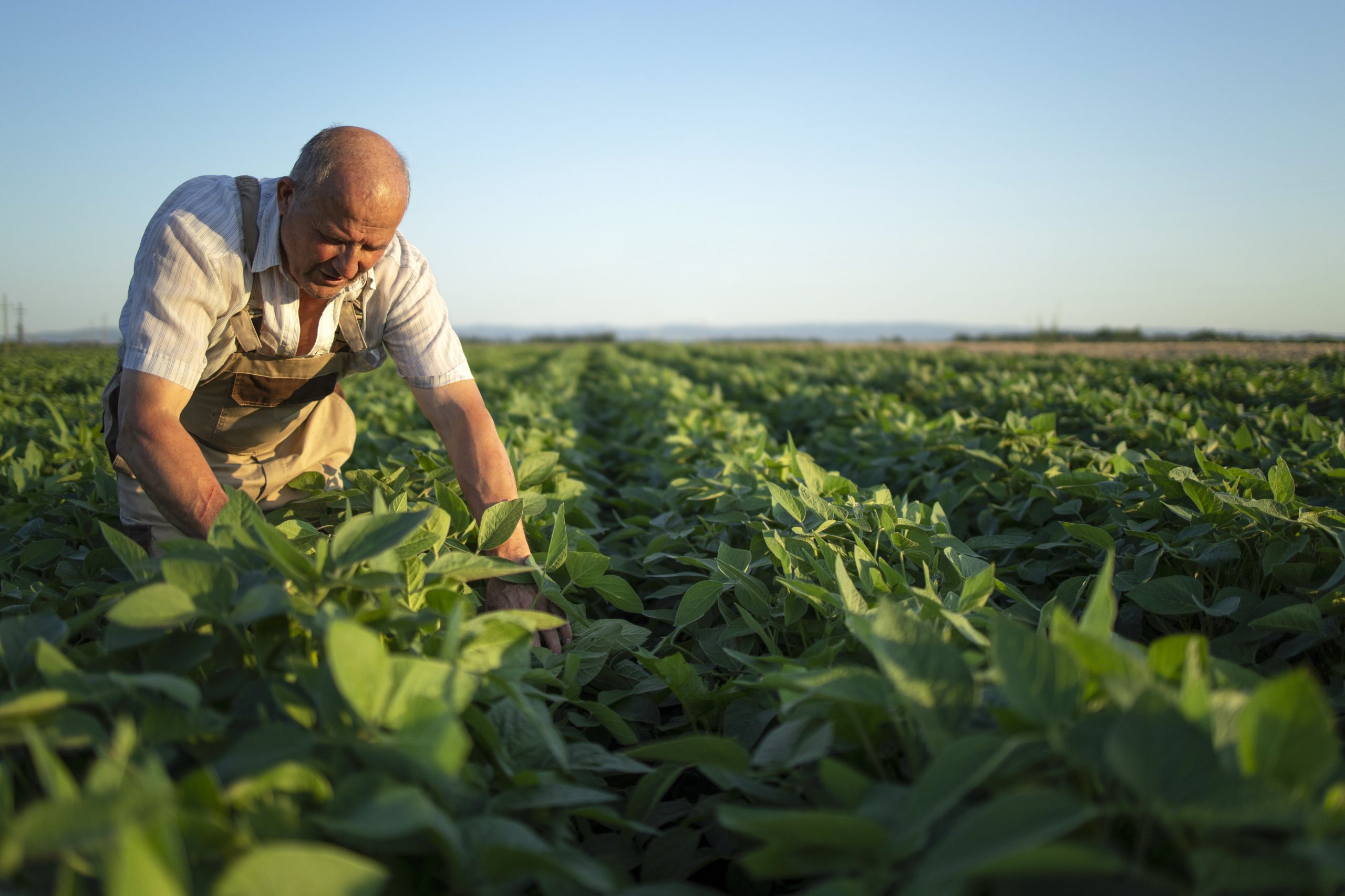 Emissão da Declaração de Aptidão ao Programa Nacional da Agricultura Familiar será encerrada em outubro