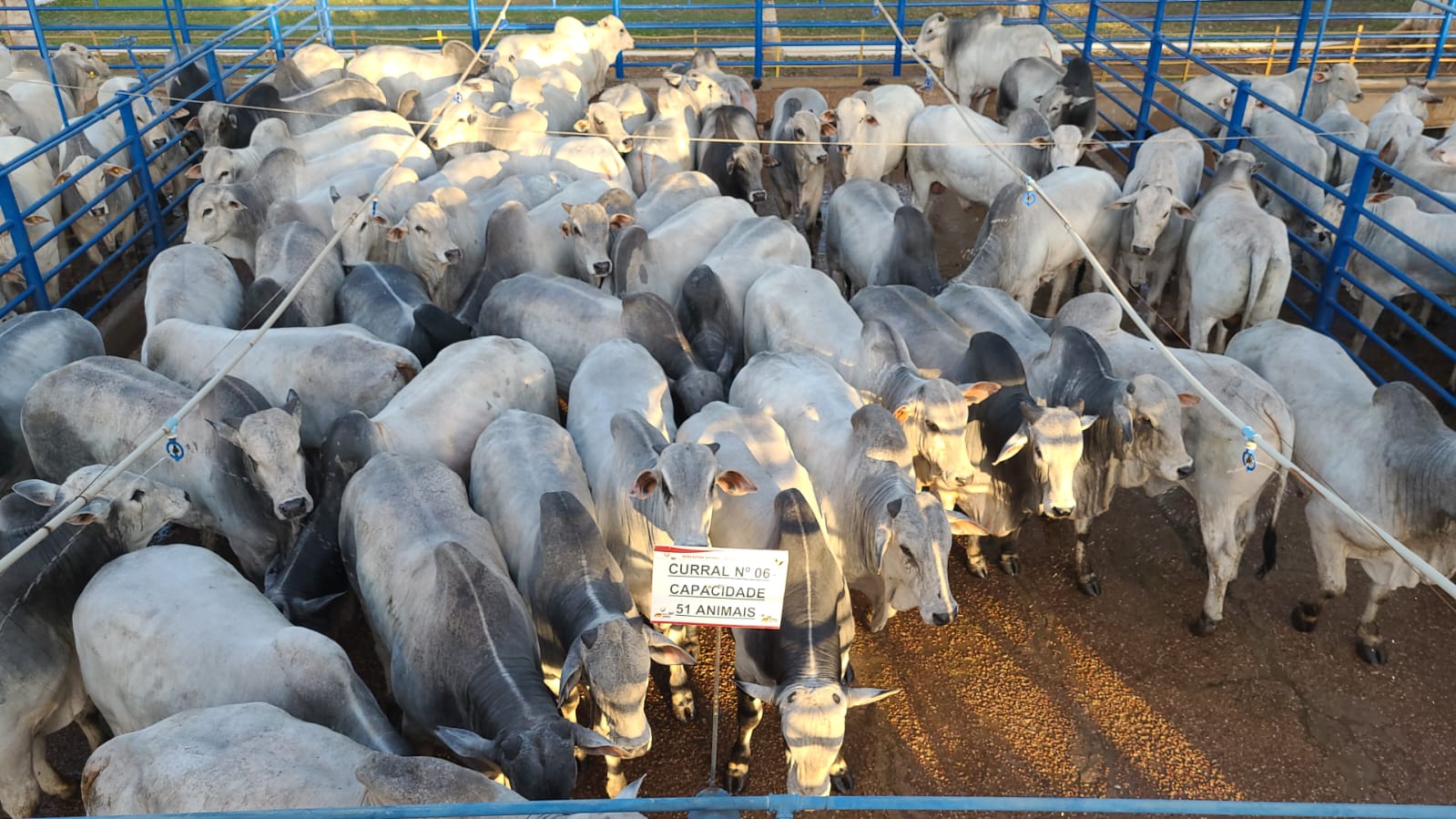 Pedra Preta recebeu terceira etapa do Circuito Nelore de Qualidade 2022