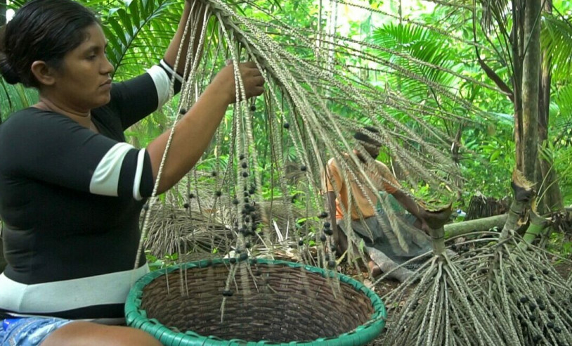 Apoio às vocações dos territórios contribui para escalada de desenvolvimento sustentável