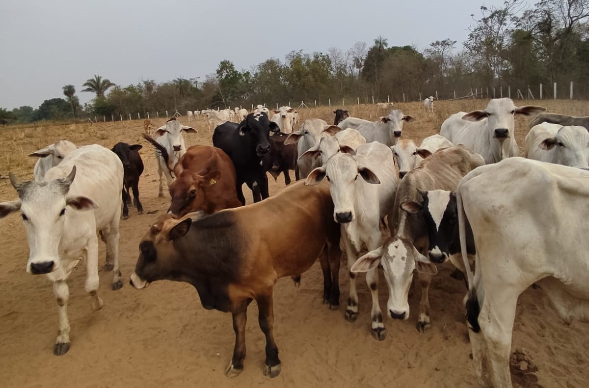 Ação conjunta recupera 57 cabeças de gado roubadas de fazenda em Cáceres