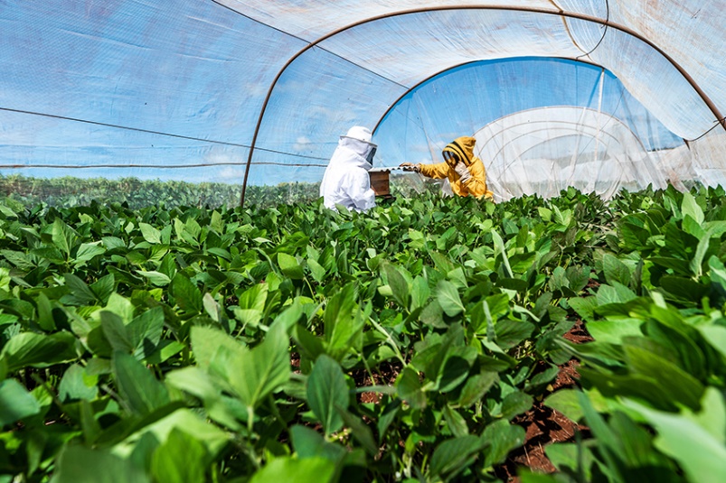 Embrapa e BASF fecham acordo de cooperação técnica para estudar convivência harmônica entre produção de soja e de mel no Brasil