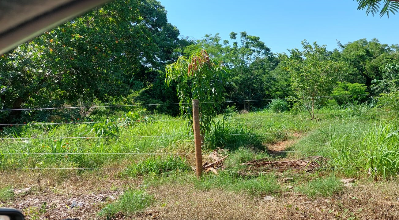 Semma vai plantar 4 mil mudas de plantas em áreas degradadas do município