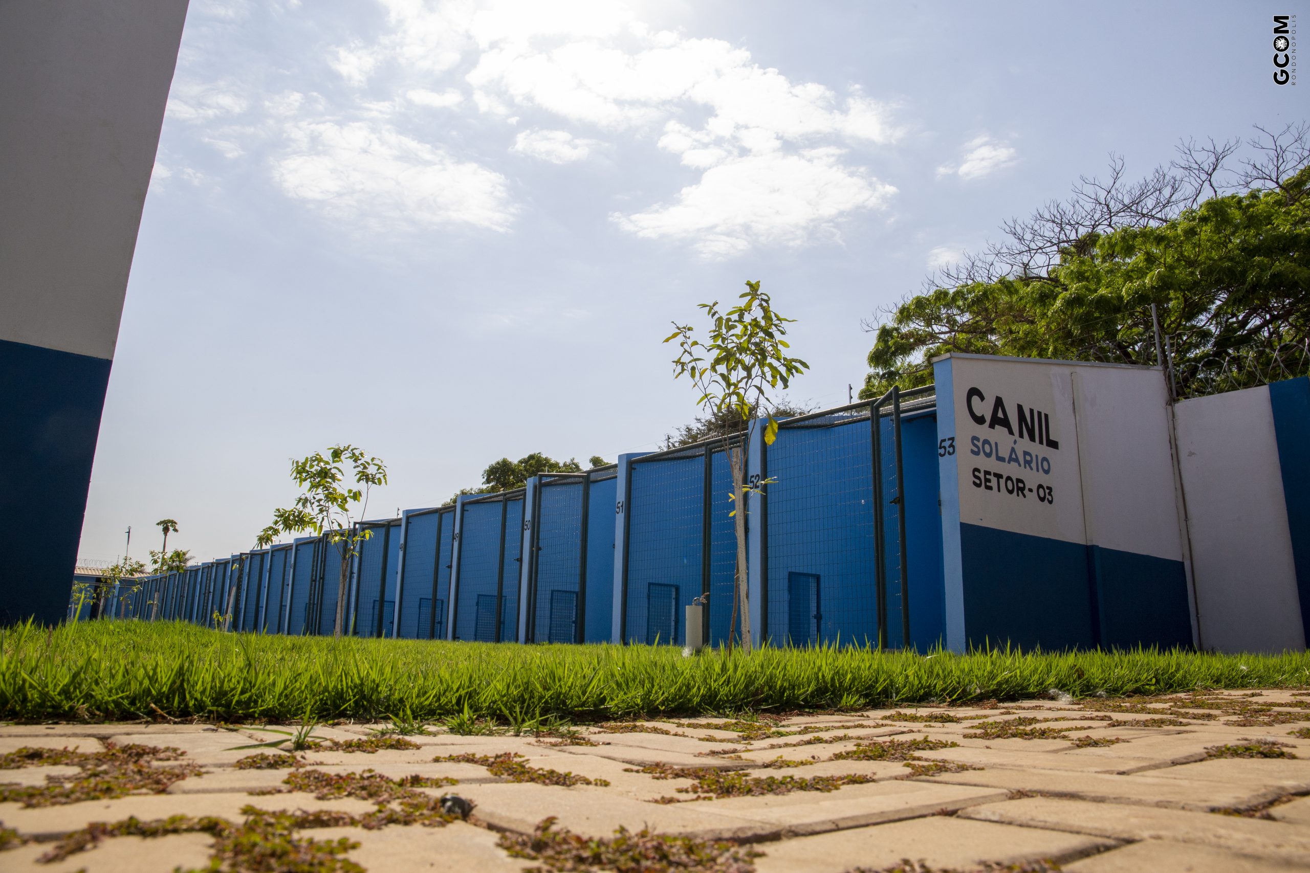 Ceraro vai tratar animais vítimas de maus-tratos em Rondonópolis