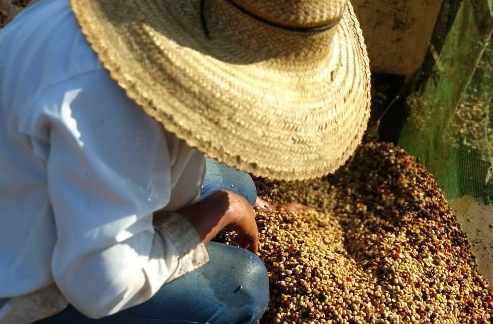 Sistema Faemg promove cafés de qualidade