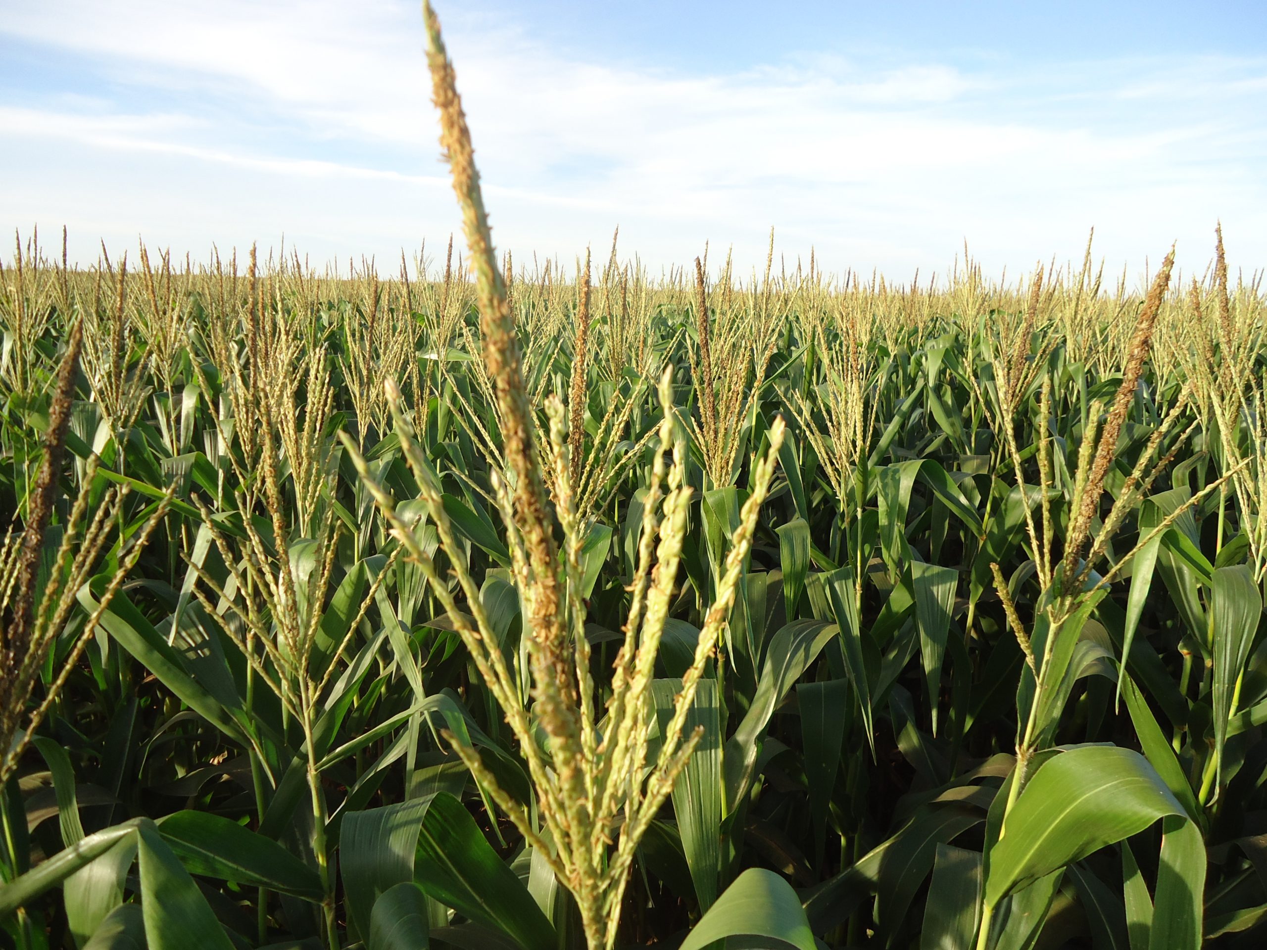 Encontro Técnico online reúne especialistas para debater a cultura do milho