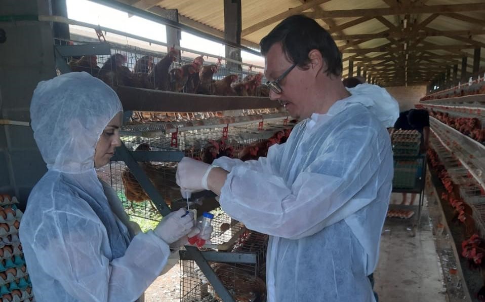 Indea pede reforço na biossegurança em MT após casos confirmados da doença na América Latina