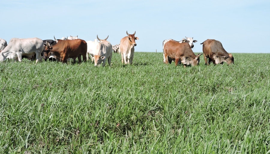 Embrapa e UFR promovem capacitação sobre ILPF e tecnologias do Plano ABC em Rondonópolis