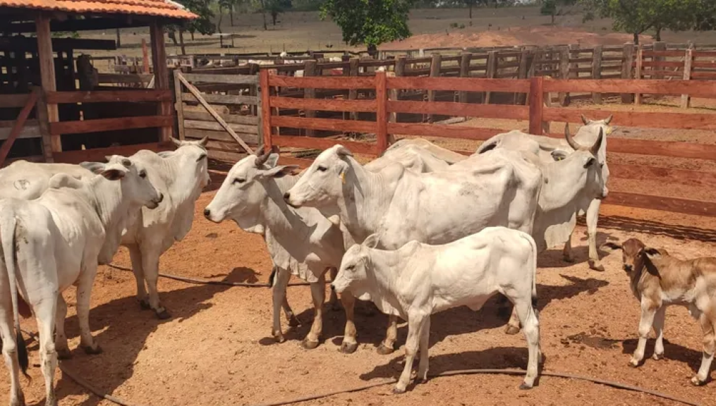 Polícia recupera cabeças de gado furtadas em fazenda de Mato Grosso