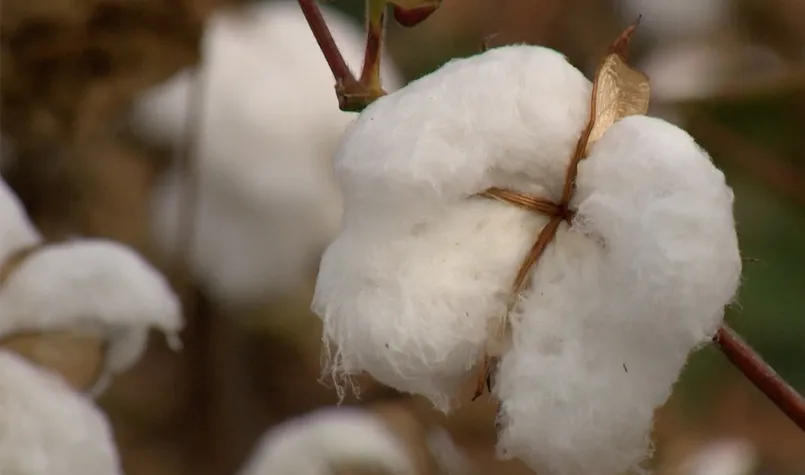 MT chega no fim do vazio sanitário do algodão e plantio de nova safra é autorizado