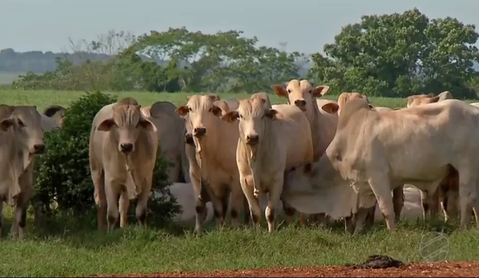 Pecuaristas têm até sábado (31) para comprovar vacinação de rebanhos contra a brucelose