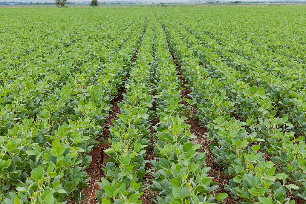 Plantio de soja atinge 100% em Mato Grosso sem registro de ferrugem asiática