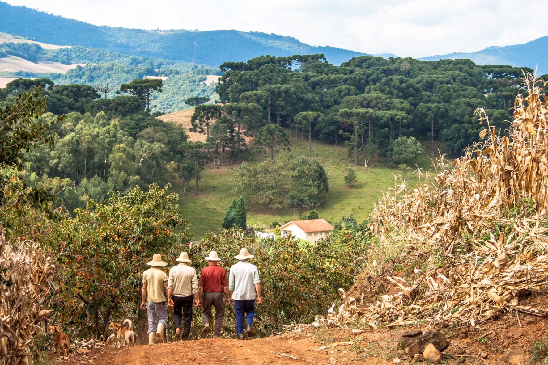 Caaobi surge no mercado para certificar projetos de pagamento por serviços ambientais, que podem servir como lastro para emissão de CPR Verde