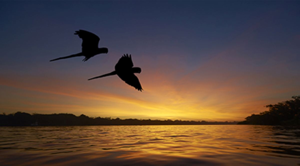 Retomada do Fundo Amazônia permitirá ações emergenciais para o enfrentamento da crise humanitária da população indígena