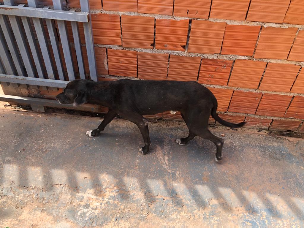 Polícia Civil apura denúncias de maus-tratos e orienta sobre cuidados a animais domésticos